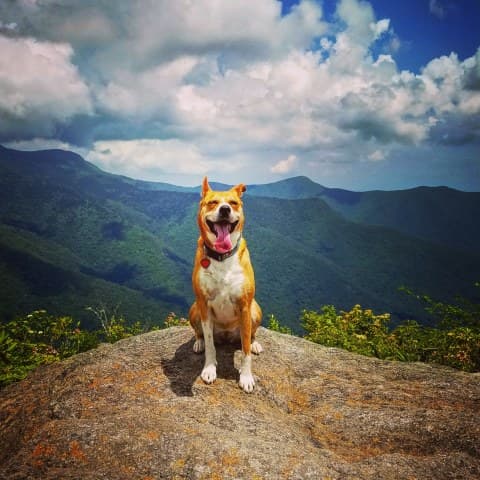 Bring your dog along for a family fun experience. Bring your dog along for a family fun experience.